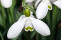 Galanthus S. Arnott 